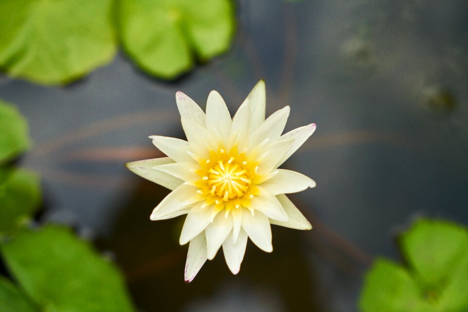 Close up plant blossom photo