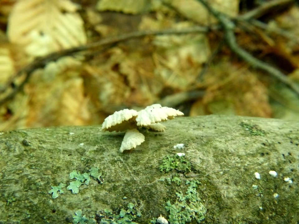 Schizophyllum commune 92602011