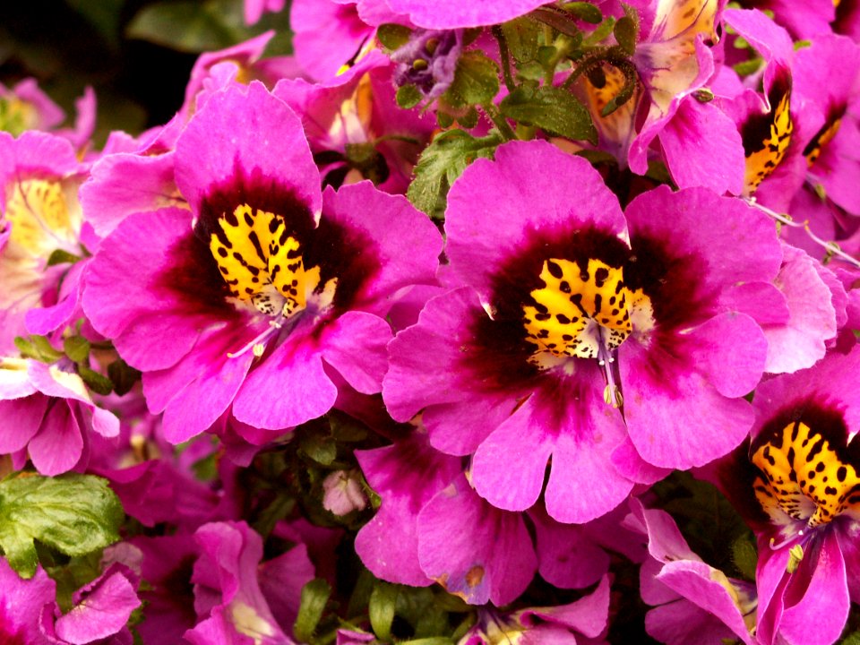 Schizanthus x wisetonensis “Star Parade Mix,” Phipps Conservatory, 2015-03-25, 01
