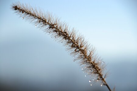 Halm drop of water close up