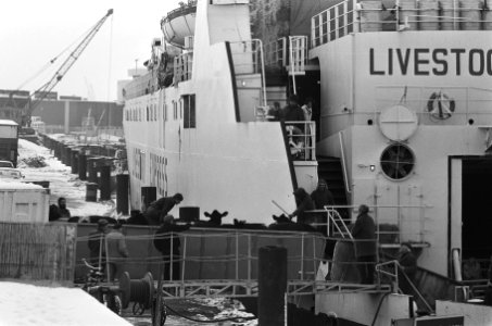 Schip met ruim 1200 koeien vertrekt vanuit Harlingen naar Alexandrië (Egypte), Bestanddeelnr 933-5292