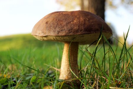 Autumn nature mushroom picking