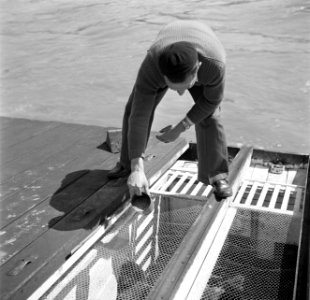 Schipper Willem van Geijn voert zijn kippen aan boord van de Damco 230, Bestanddeelnr 254-1618