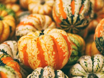 Food fresh gourd
