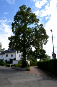 Schneidhain, Linde am unteren Kreuz