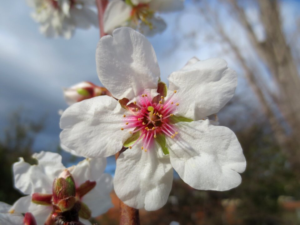 Spring springtime blooming