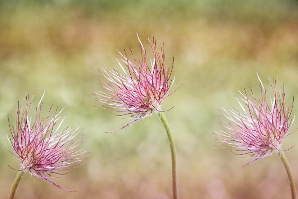Plant spring flower blossom