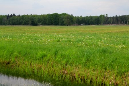 Schleuensches Luch 2020-05-10 15