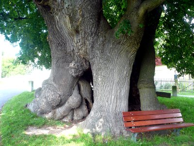 Schmorsdorfer Linde, 2