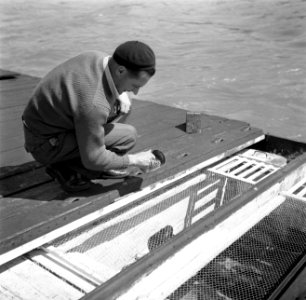 Schipper Willem van Geijn voert zijn kippen aan boord van de Damco 230, Bestanddeelnr 254-1616