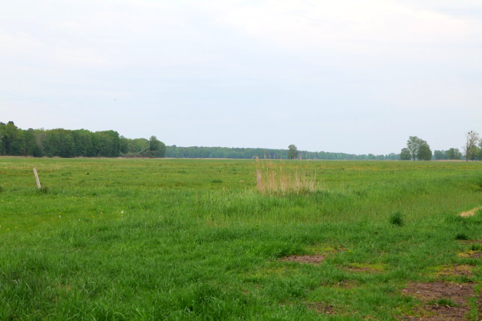 Schleuensches Luch 2020-05-10 24