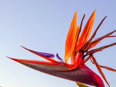 Tropical plant nature