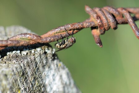 Rusty insect nature