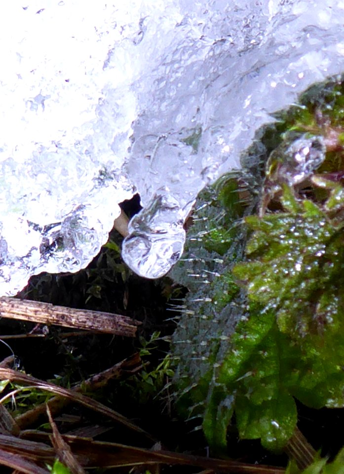 Schneeschmelze auf Blatt mit Schmelztropfen