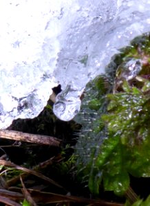 Schneeschmelze auf Blatt mit Schmelztropfen