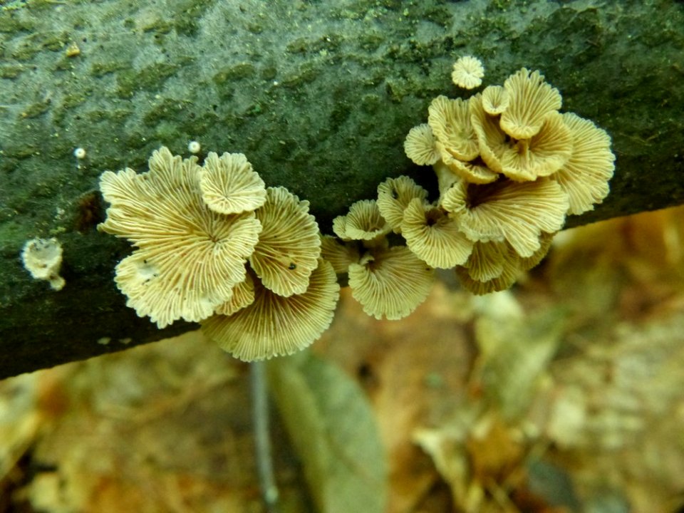 Schizophyllum commune 92602002