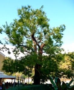 Schnurbaum Paulusbogen