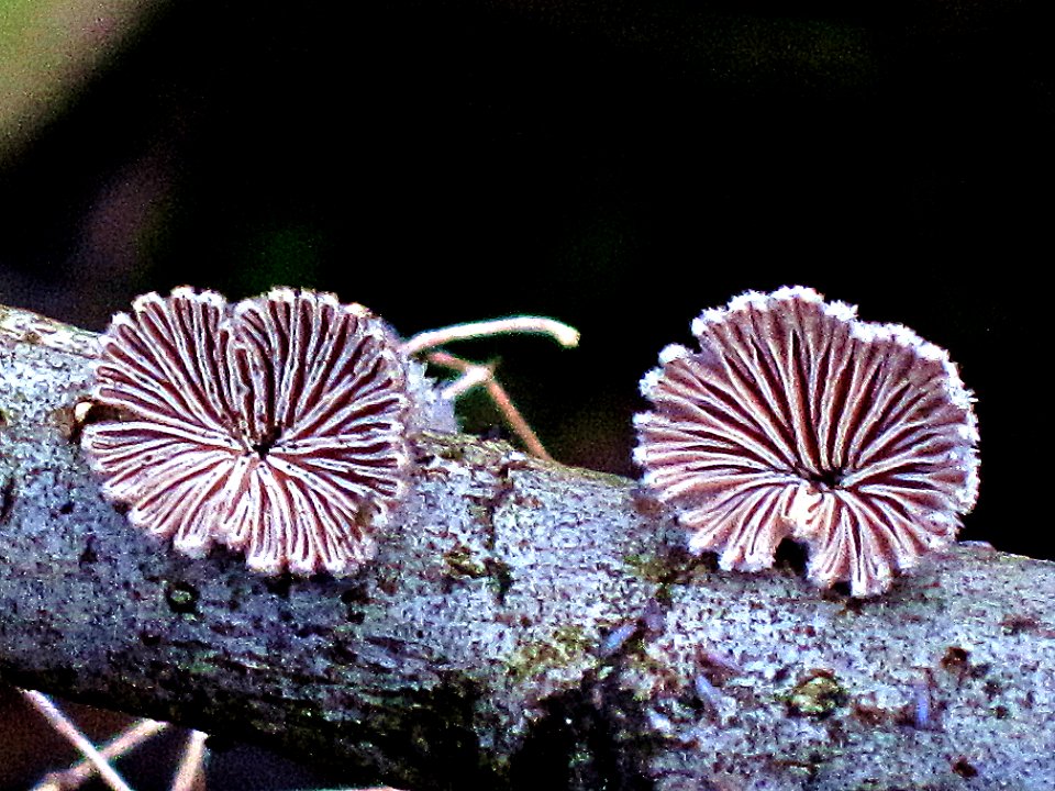 Schizophyllum commune (Split Gill) , Arnhem, the Netherlands