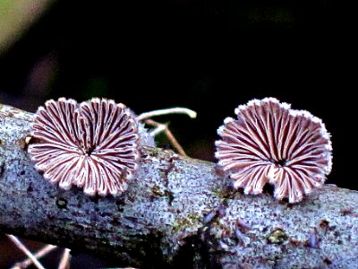 Schizophyllum commune (Split Gill) , Arnhem, the Netherlands