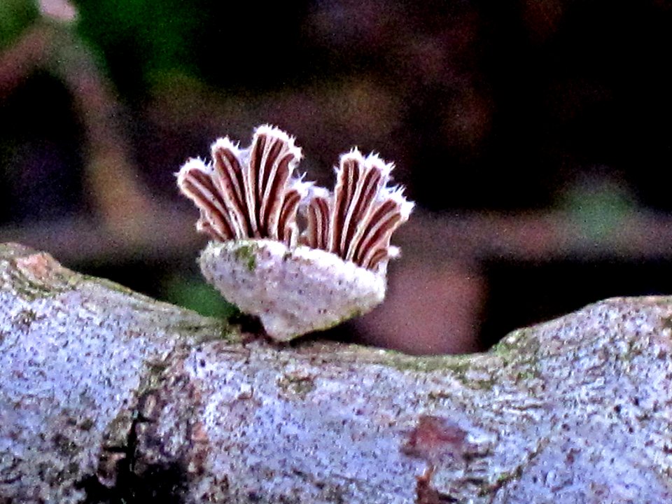 Schizophyllum commune (Split Gill), Arnhem, the Netherlands