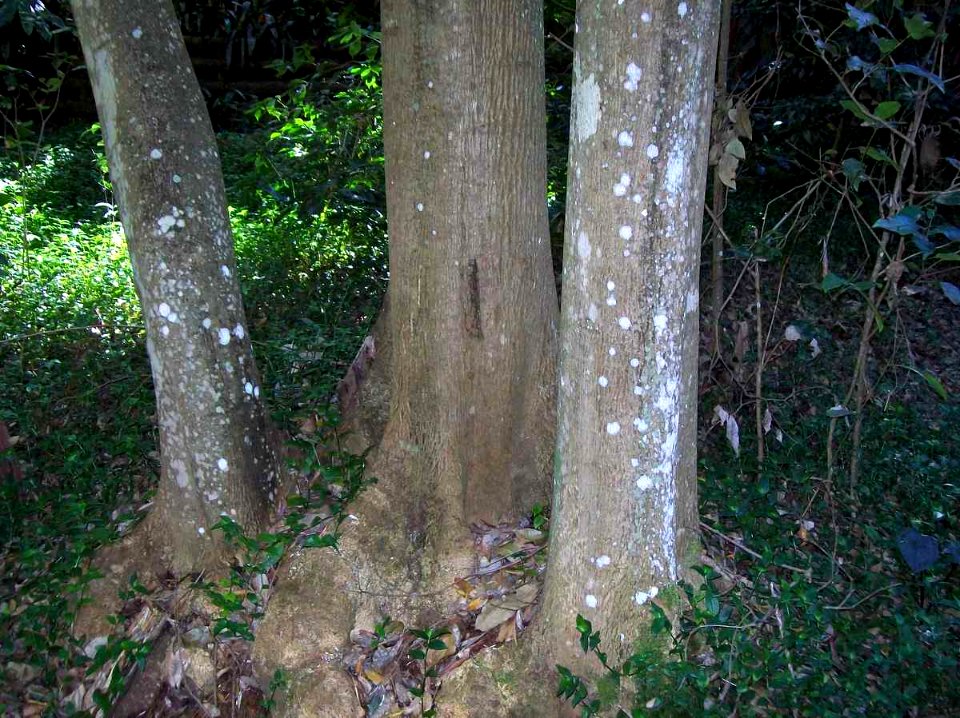 Schizomeria ovata Chatswood West