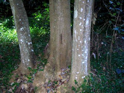 Schizomeria ovata Chatswood West