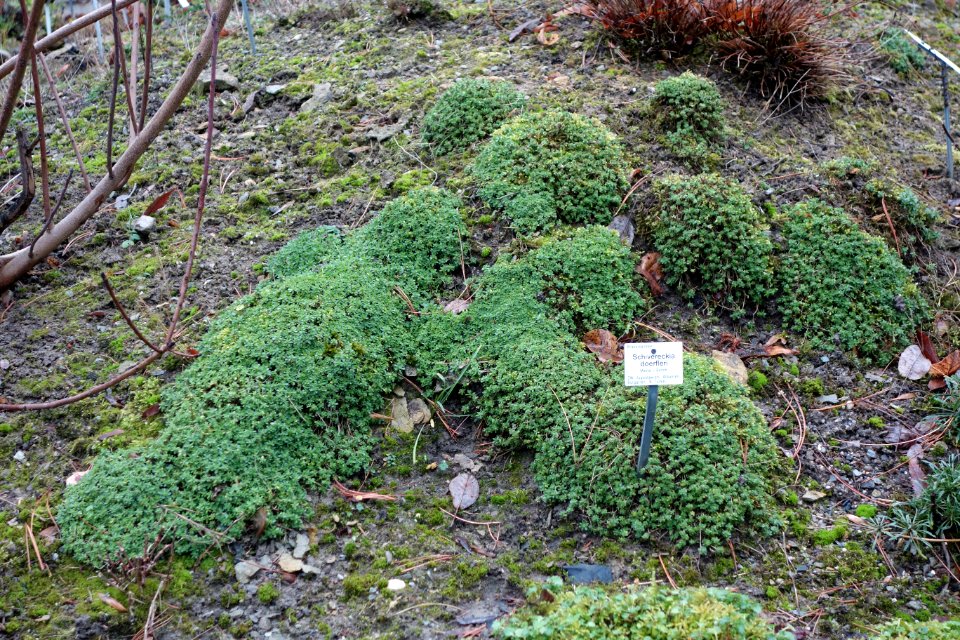 Schivereckia doerfleri - Botanischer Garten, Dresden, Germany - DSC08665