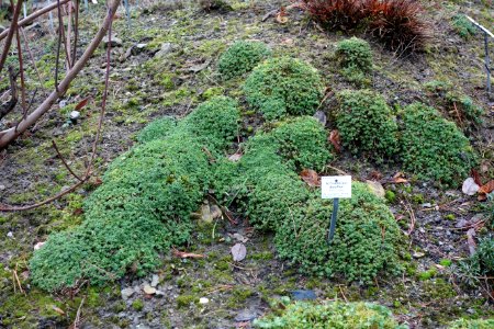 Schivereckia doerfleri - Botanischer Garten, Dresden, Germany - DSC08665