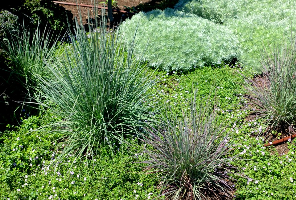 Schizachyrium scoparium - Coastal Maine Botanical Gardens - DSC03064