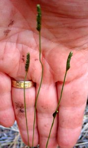 Schizaea fistulosa 59771061