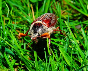 Rush beetle spring photo