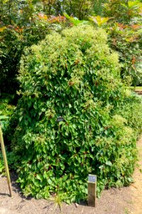 Schizophragma hydrangeoides - Savill Garden - Windsor Great Park, England - DSC06116
