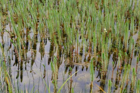 Schleuensches Luch 2020-05-10 33