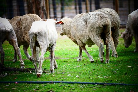 Grass animal lamb photo