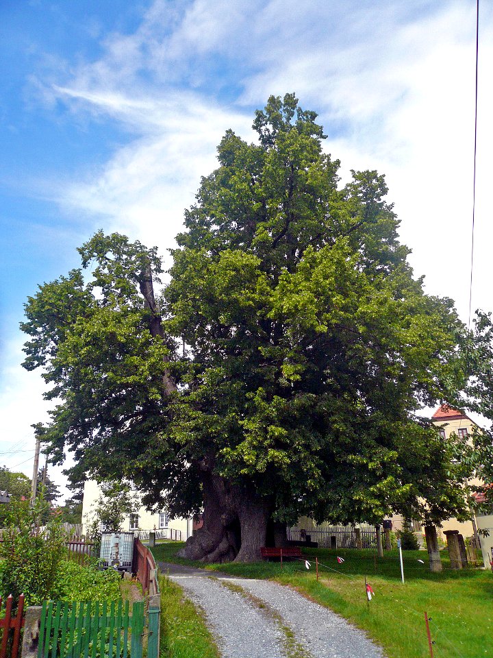 Schmorsdorfer Linde, 6