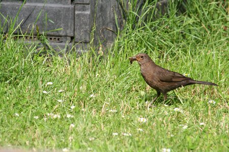 Nature beak worm