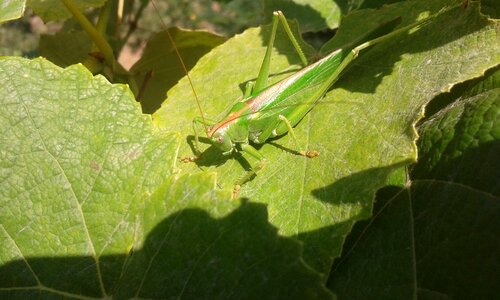 Insect grasshopper wildlife
