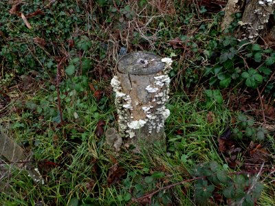 Schizophyllum commune 111643747