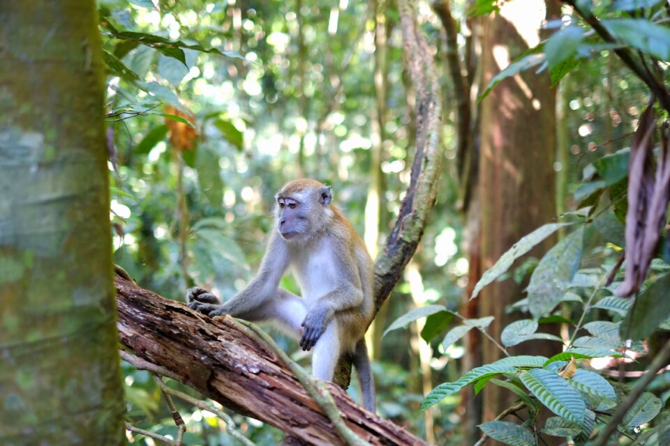 Jungle leaves monkey