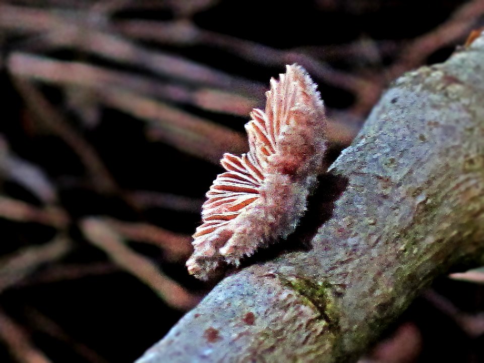 Schizophyllum commune, (Split Gill), Arnhem, the Netherlands