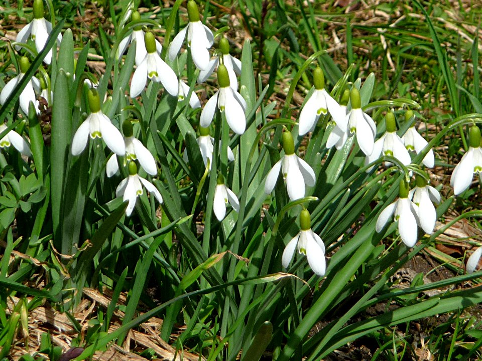 Schneegloeckchen Rabenstein