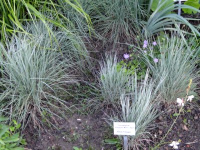 Schizachyrium scoparium - Botanischer Garten, Frankfurt am Main - DSC02409