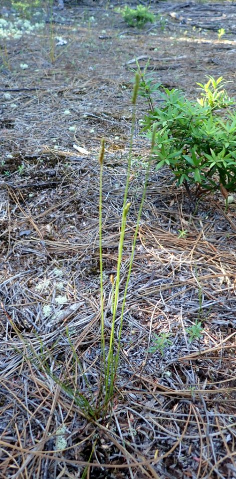 Schizaea fistulosa 59771071