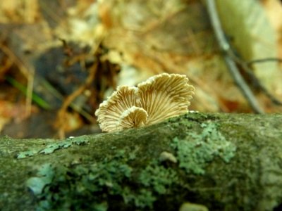 Schizophyllum commune 92602012