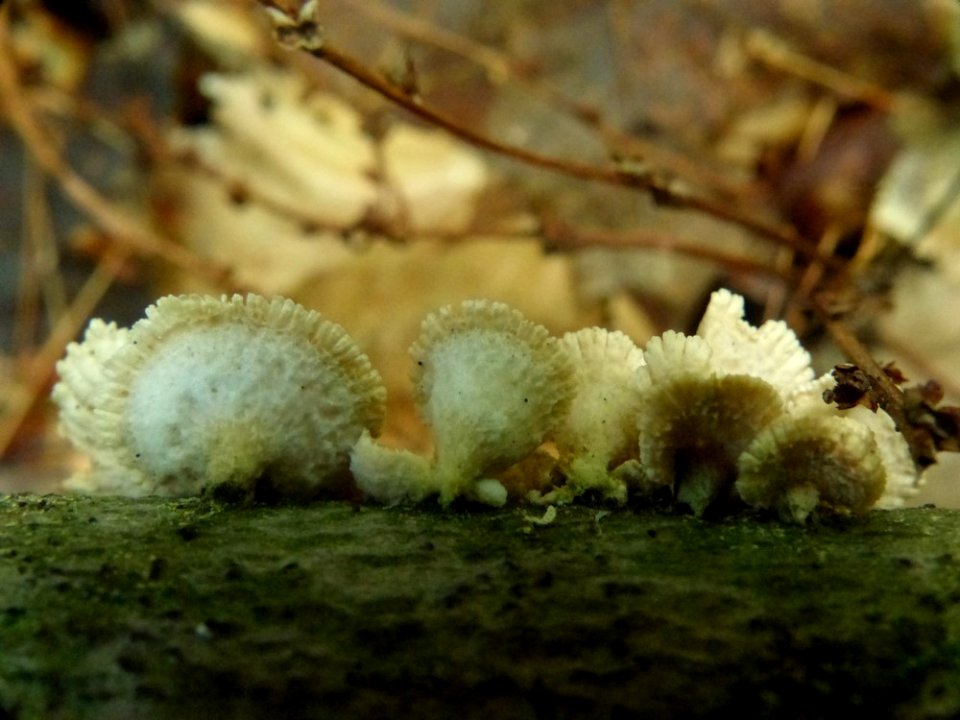 Schizophyllum commune 92601998