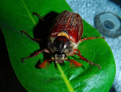 Beetle spring insect