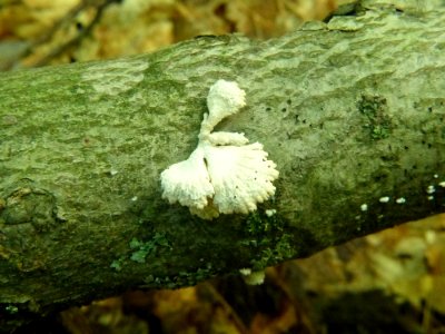 Schizophyllum commune 92602015