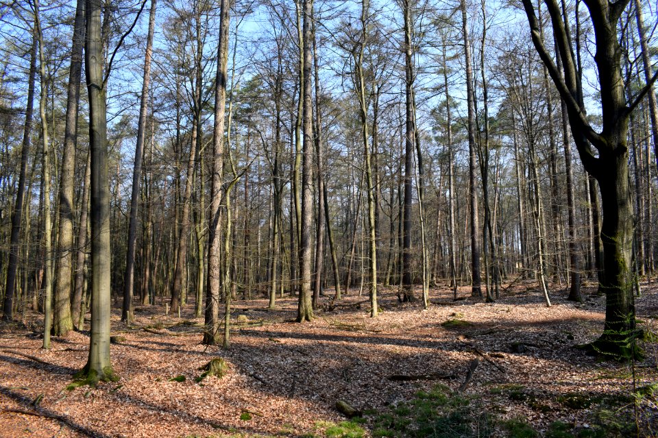 Schloß Holte - NSG Holter Wald - 03