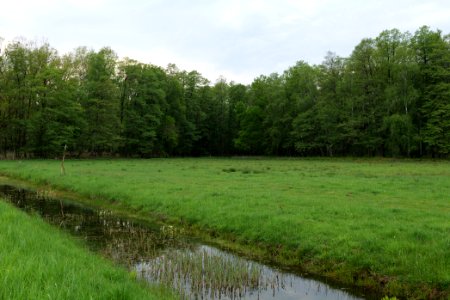Schleuensches Luch 2020-05-10 41