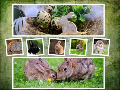 Background symbol animal